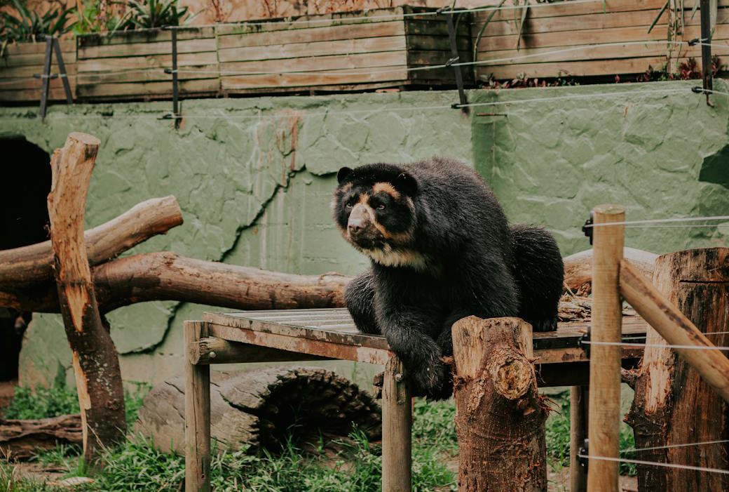 Spectacled Bear An endangered Spectacled Bear