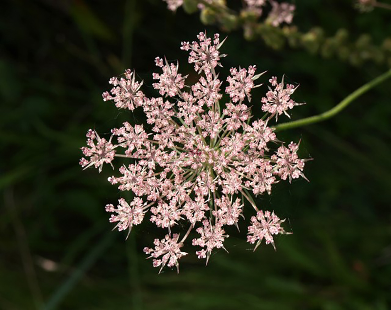 Wild carrot in blossom