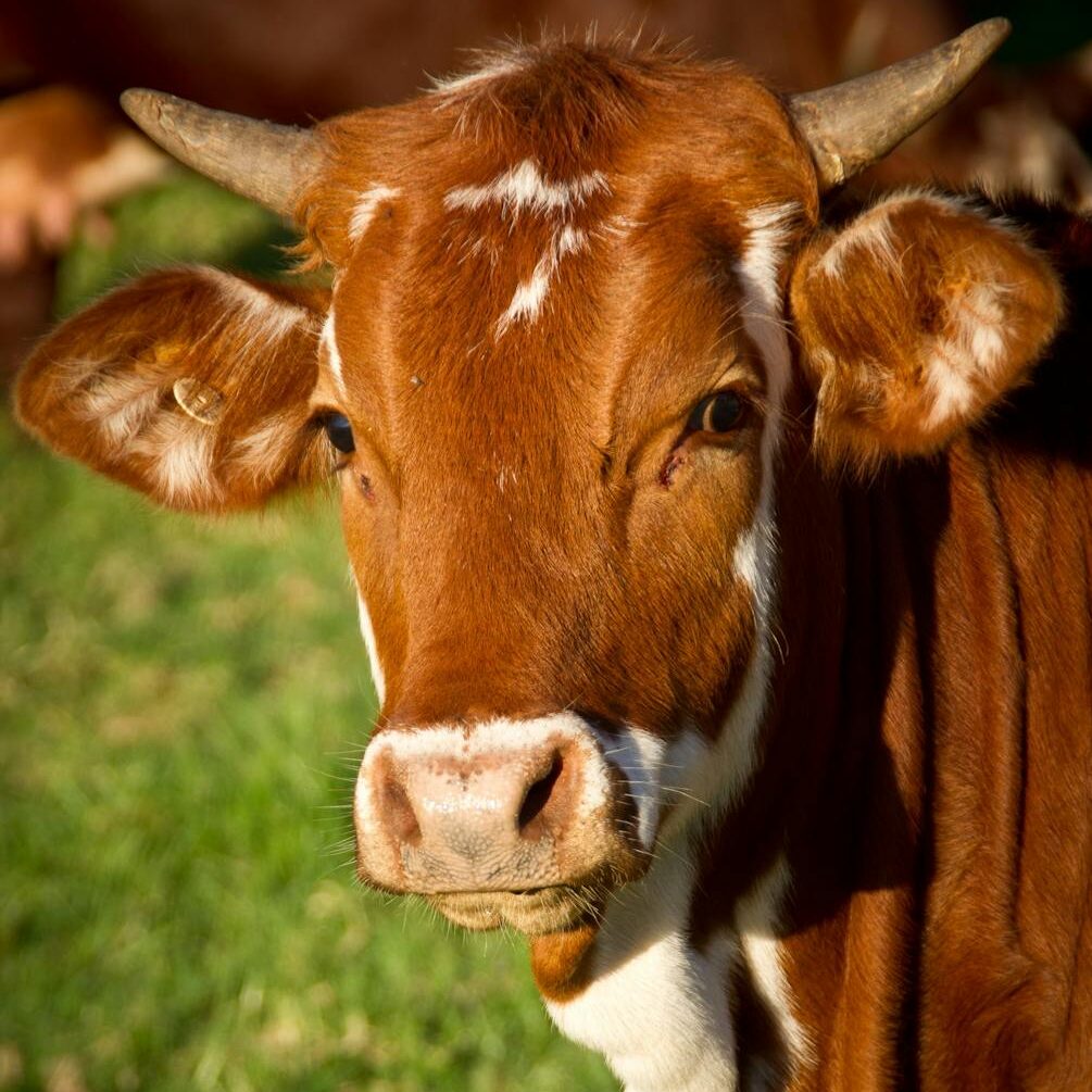 Rainer Custom Cutting