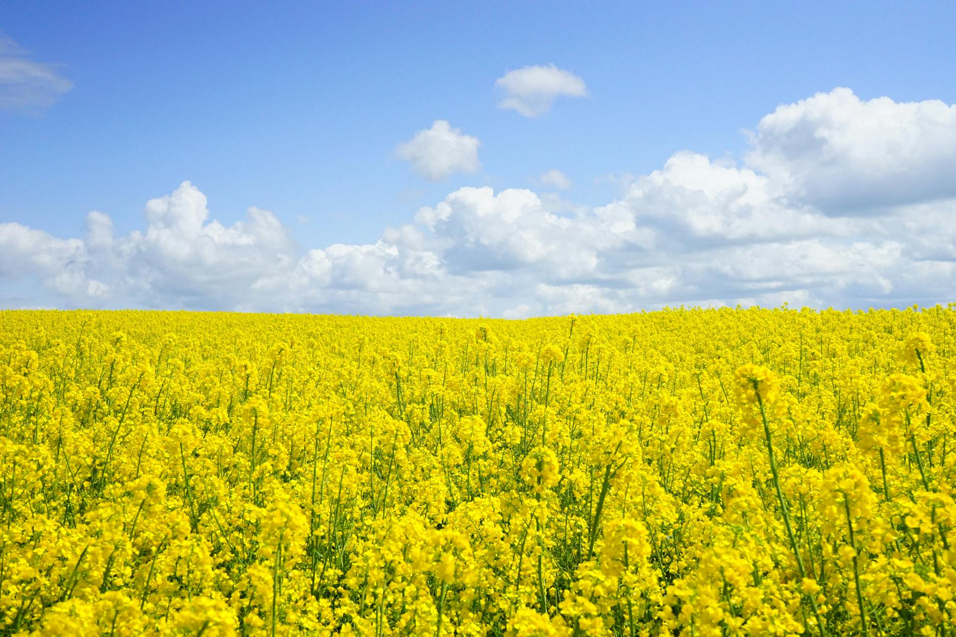 Field of mustard yellow flower field under blue cloudy sky during daytime
