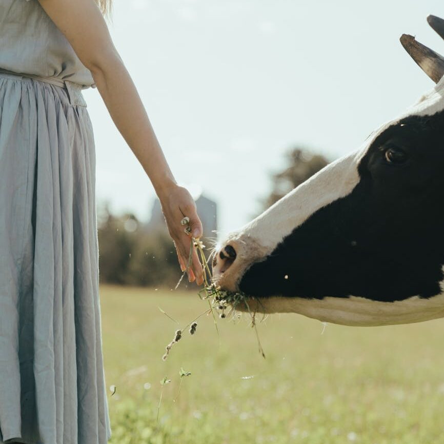woman in white dress standing beside black and white cow