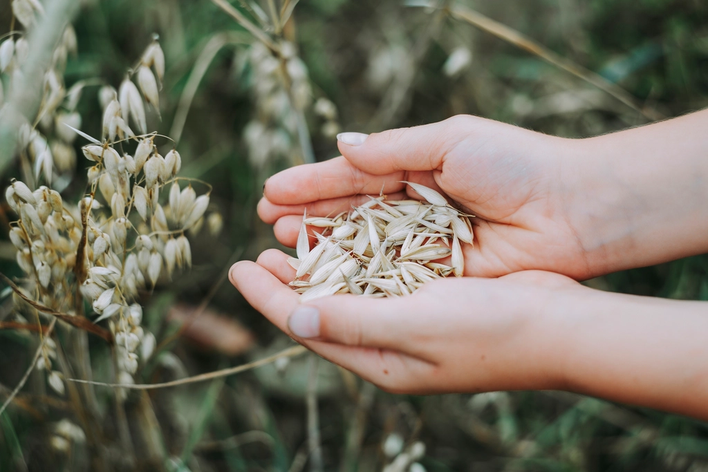 Farmer holding harvested oats